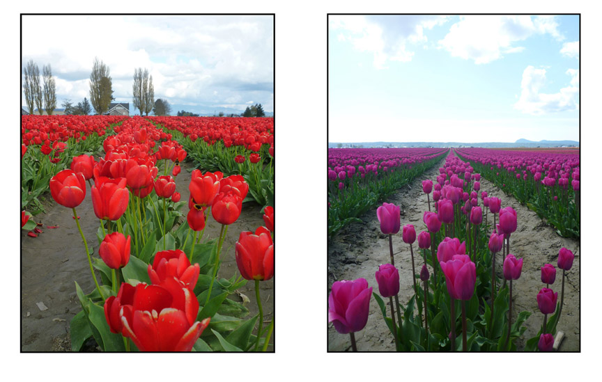 seattle_graphic_designer_lylelopez_skagit_tulips