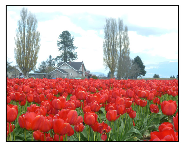 seattle_graphic_designer_lylelopez_skagit_tulips2