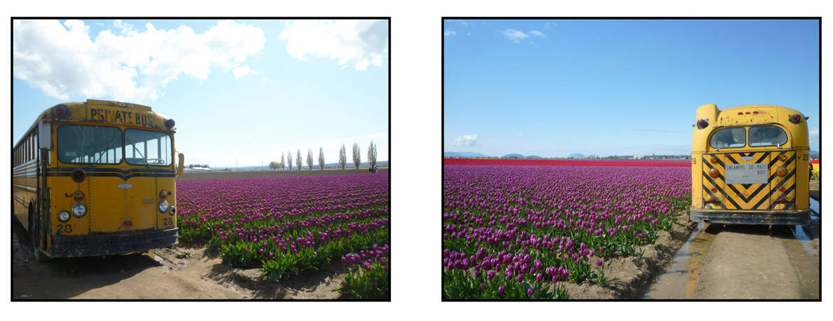 tulips_mt_vernon_wa_photos_by_seattle_graphic_designer_lyle_lopez